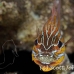 cardinalfish_wassinki_bhr_tam_h_0808_bal6813_rv.jpg